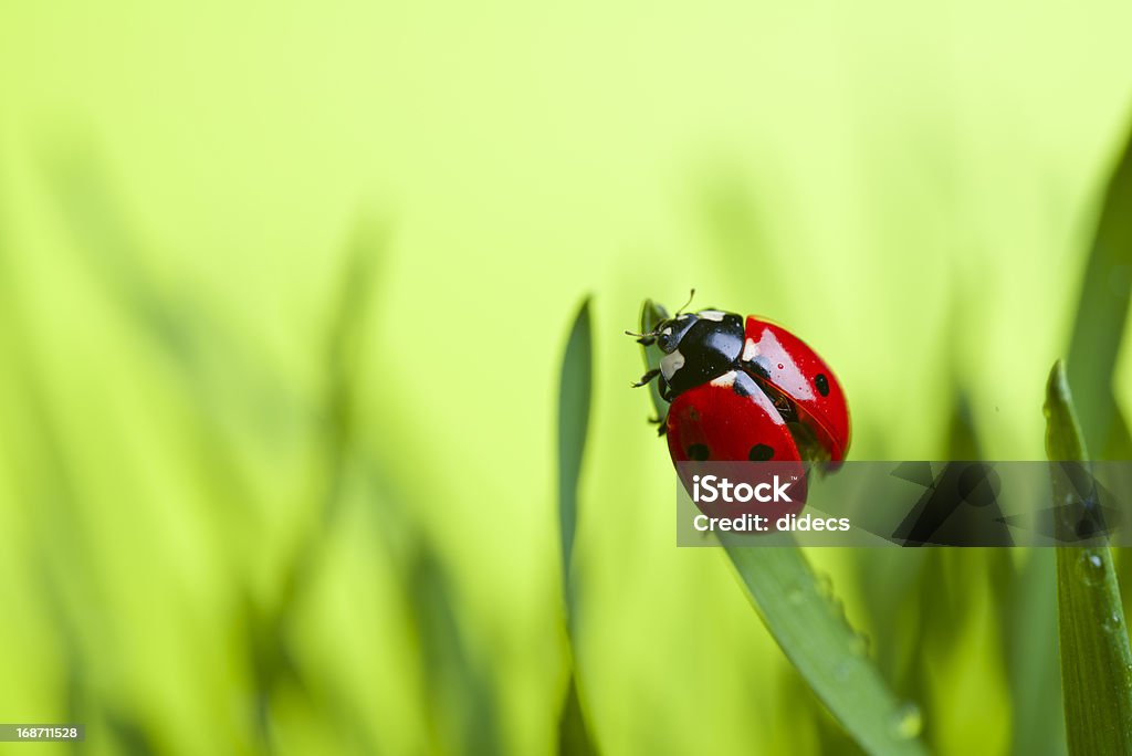 Marienkäfer auf Blatt - Lizenzfrei Biologie Stock-Foto