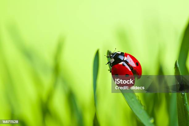 Foto de Joaninha Em Folhas De e mais fotos de stock de Beleza natural - Natureza - Beleza natural - Natureza, Biologia, Botânica - Assunto