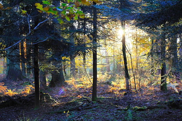 Autumnal New Forest - fotografia de stock