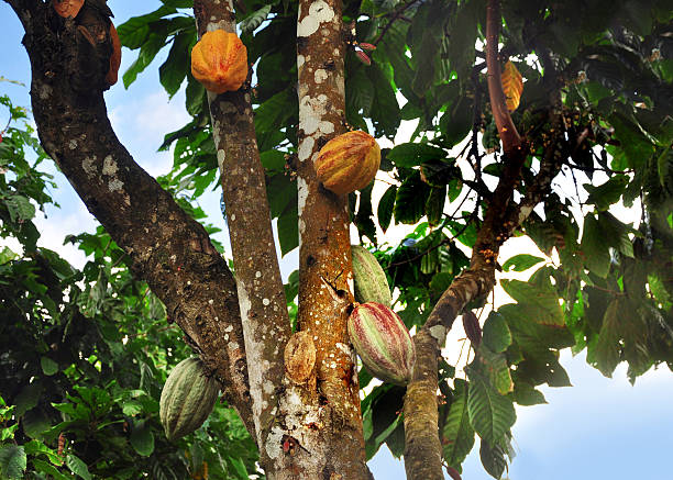 Fresh Cacao pods still on the tree