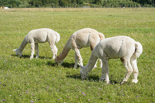 Alpacas graze on a farm on a sunny summer day, high quality photo