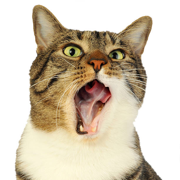istock Funny domestic cat licks 168712088
