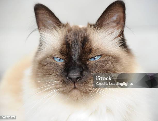 Seal Point Birman Cat Stock Photo - Download Image Now - Animal, Birman, Close-up