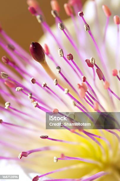 Bursting Nature Stock Photo - Download Image Now - Abstract, Beauty In Nature, Blossom