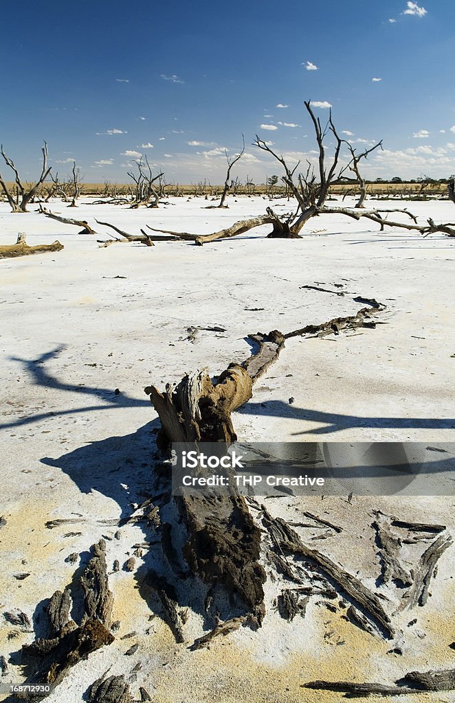 Klimaänderungen - Lizenzfrei Abgestorbene Pflanze Stock-Foto