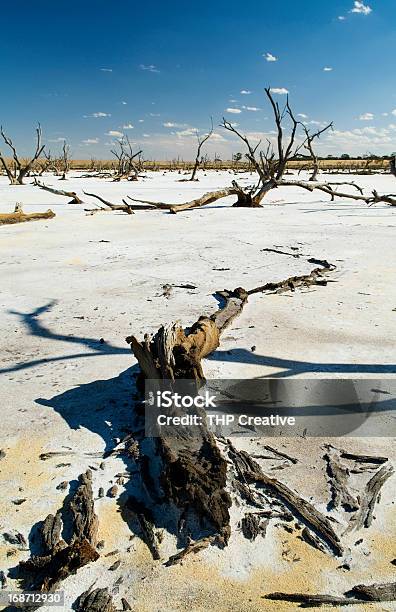 Zmiana Klimatu - zdjęcia stockowe i więcej obrazów Australia - Australia, Bez ludzi, Drzewo