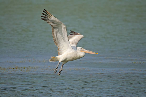 istock Dalmatian Pelican flying over the lake. 1687138717