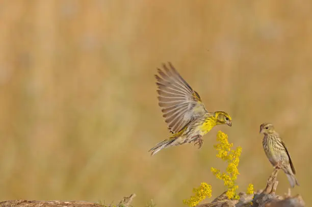 European Cool flying next to the yellow-coloured flower. Serinus serinus