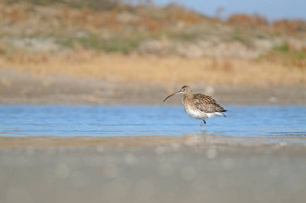 istock Eurasian Curlew walking in a wetland. 1687138727