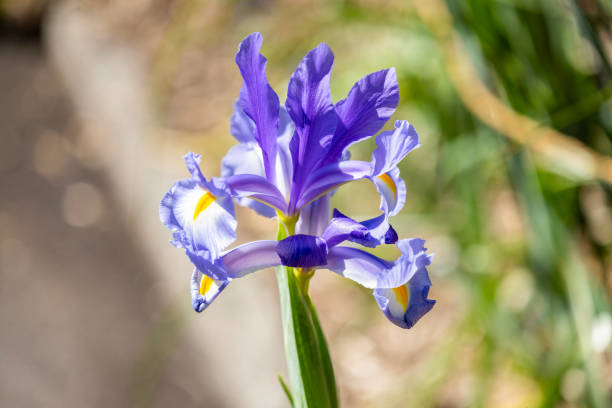 Flowering dutch iris in a vase.