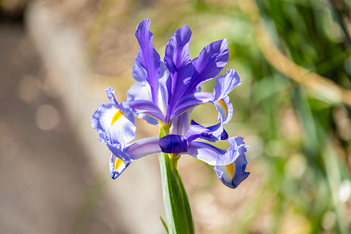 Banner beautiful purple iris flowers grow. Close-up of a flower iris on blurred green natural background. Full Bloom trend.