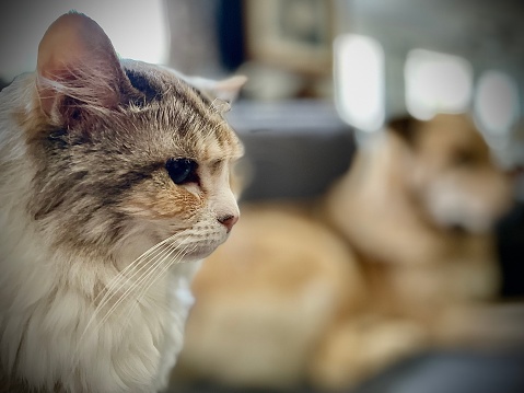 Domestic cat sits awkwardly in the foreground, avoiding eye contact with her near enemy, a domestic dog in the background