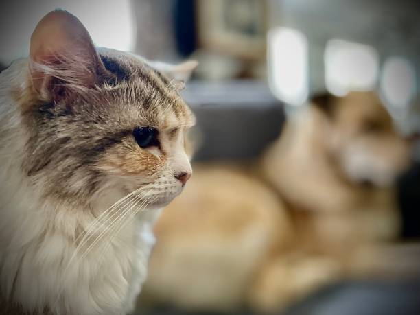 Domestic animosity Domestic cat sits awkwardly in the foreground, avoiding eye contact with her near enemy, a domestic dog in the background animosity stock pictures, royalty-free photos & images