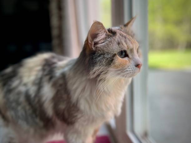 istock Domestic cat peers at attention 1687151314