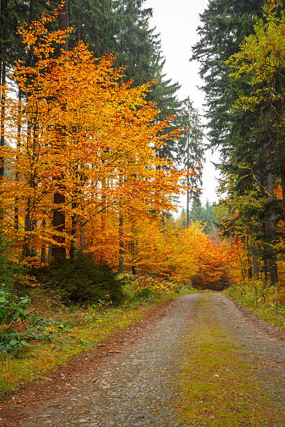 istock autumn road in forrest 168715408