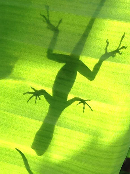 istock Mobile stock: silhouette of gecko through leaf 168715440