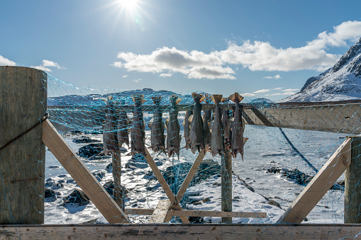 Large cod dryer at the frozen sea on sunny day, at the village Henningsværm, Lofoten archipelago in Nordland county in winter. fjord