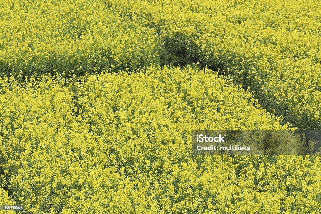 Vergewaltigung Pflanze Blume Feld - Lizenzfrei Agrarbetrieb Stock-Foto