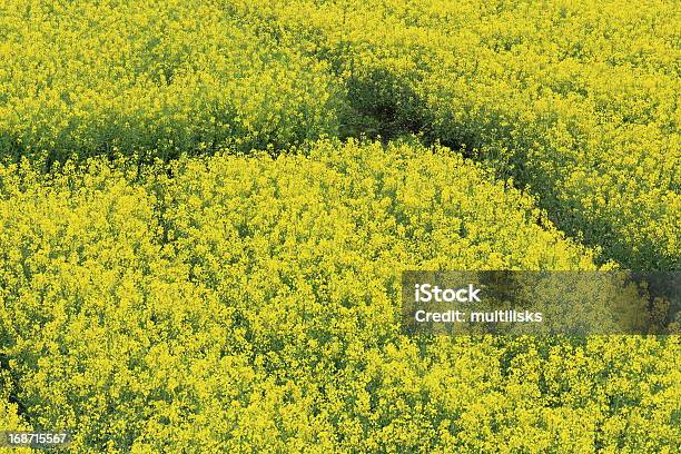 Campo De Flor De Estupro De - Fotografias de stock e mais imagens de Agricultura - Agricultura, Amarelo, Ao Ar Livre