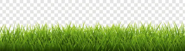 Vector illustration of Green Grass Panorama Isolated Transparent Background