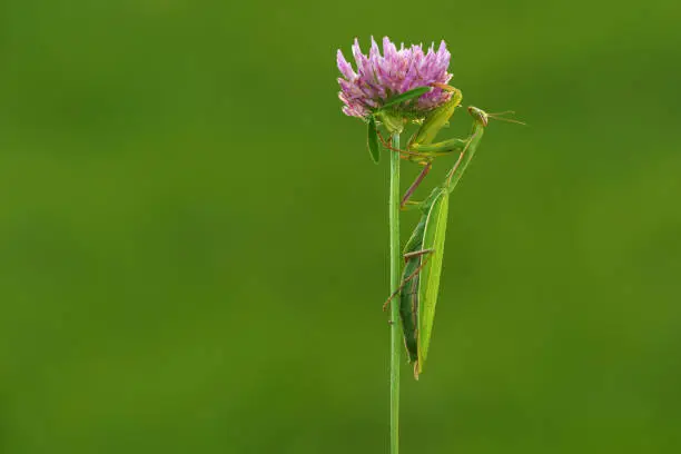 Photo of The European mantis also praying mantis is a large hemimetabolic insect in the family of the Mantidae - mantids.