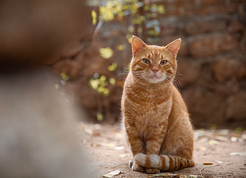 Red cat on the street looking at the camera