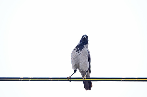 Hooded Crow on the telephone wire against a white background. Corvus cornix