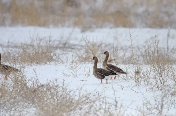 Greylag Goose and Greater White-fronted Goose under the falling snow.  Anser albifrons, Anser anser