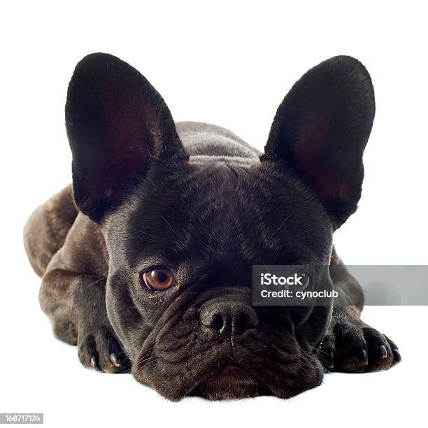 French Bulldog Stock Photo - Download Image Now - Animal, Black Color, Brown