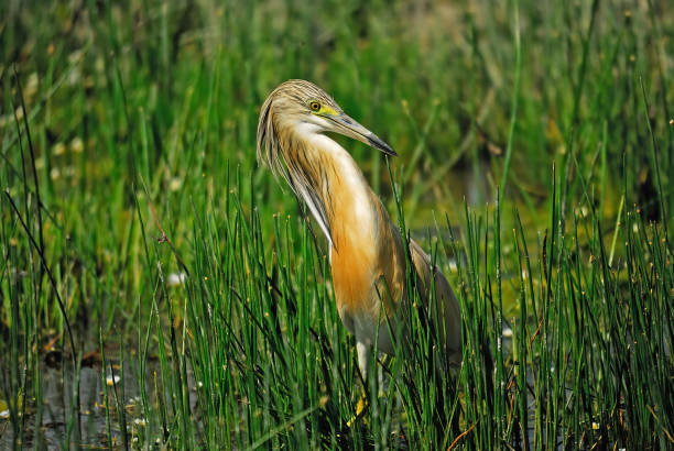 istock Squacco Heron fluffing its feathers in a wetland. 1687171449