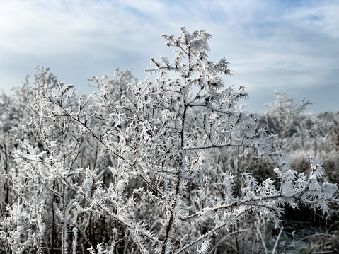 Hoar frost has a distinctive feathery look from ice crystals that form when water vapour in the air comes into contact with an object that is below freezing. Ice crystals continue to grow as more water vapour is frozen.
