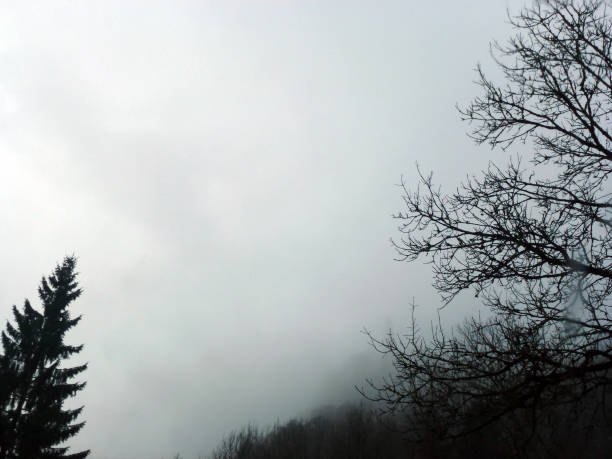 Under the thick fog, bare trees with branches without leaves. Gloomy mystical landscape. There is a place to insert an inscription
