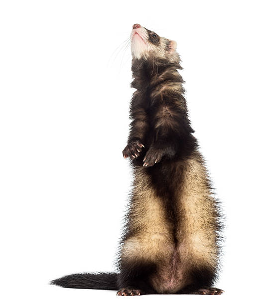 istock Ferret standing on hind legs and looking up 168717716
