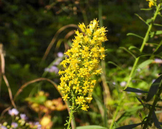 istock Solidago speciosa (Showy Goldenrod) Native North American Wildflower 1687178983