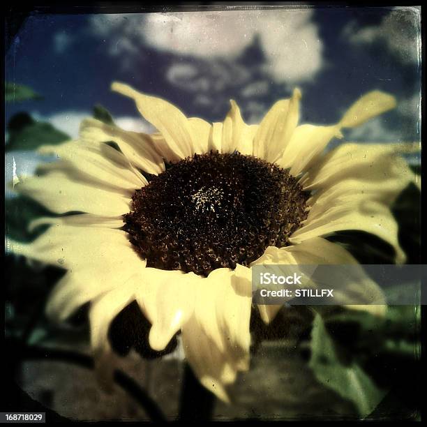 Słonecznik - zdjęcia stockowe i więcej obrazów Bez ludzi - Bez ludzi, Fotografika, Główka kwiatu