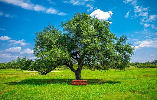a Lone Large Live Oak Tree standing tall in a green summer field with a Red Picnic Table in the Texas Hill Country