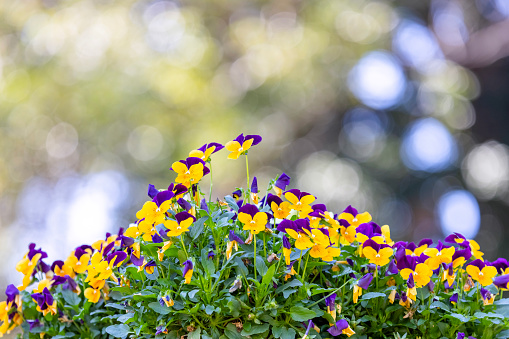 Pretty colourful violet and yellow flowers of garden pansy seedlings (Viola tricolor) in small pots on sale in garden centre