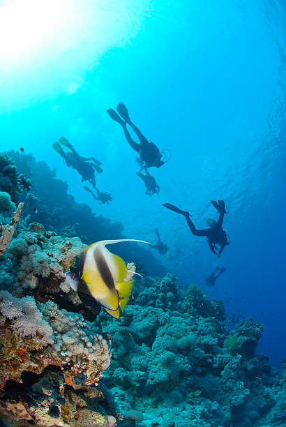 istock Two Red Sea bannerfish with scuba divers silhouettes 168718682