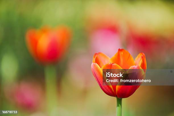 Naranja Con Tulipán Rojo En Una Cama Uso Adecuado De La Profundidad Del Campo Foto de stock y más banco de imágenes de Botánica