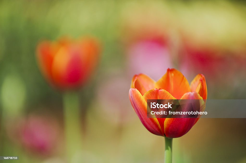 Arancio con Tulipano rosso su un letto. Bassa profondità di campo. - Foto stock royalty-free di Arancione