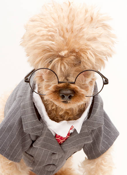 istock Business Poodle Hides In Shame 168718758