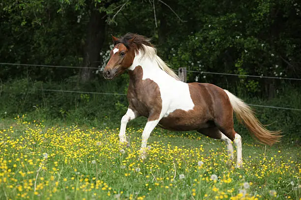 Pony running in yellow flowers on pasturage in summer