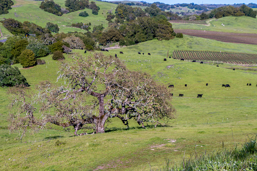 A large oak tree is at the bottom of the hill. There is green grass and black cows in the field around the oak tree. There is line of trees behind the field.