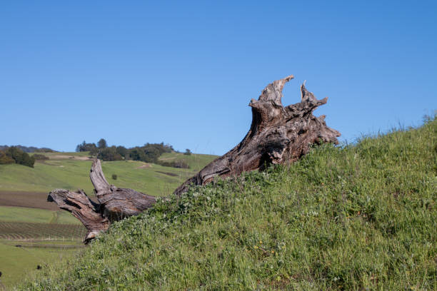 A large old dead oak trunk is lying on green grass on a hillside. There is blue sky behind it.