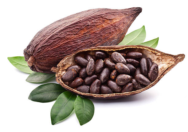 cacao pod su sfondo bianco. - cocoa bean foto e immagini stock