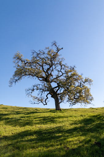 A single oak tree is standing on the hill with blue sky behind it. The hill is covered by green grass. A shadow partly covers the grass.