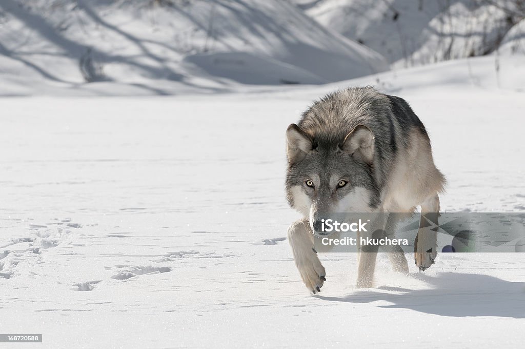 Grey Wolf (Canis lupus) Stalks Forward Grey Wolf (Canis lupus) Stalks Forward - captive animal Wolf Stock Photo