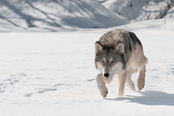 Grey Wolf (Canis lupus) Stalks Forward stock photo