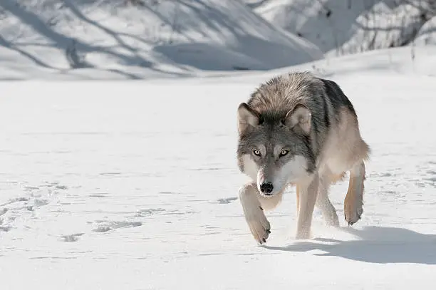 Photo of Grey Wolf (Canis lupus) Stalks Forward