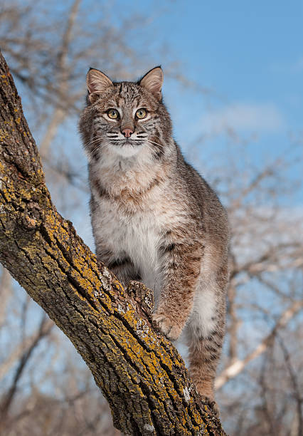 Bobcat (Lynx rufus) Stands on Branch stock photo